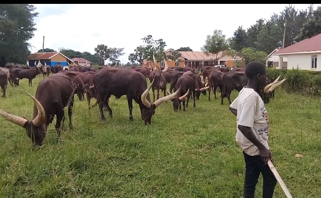 UPDF operations in Maruzi Ranch to evict Balaalo draw mixed reactions from the community